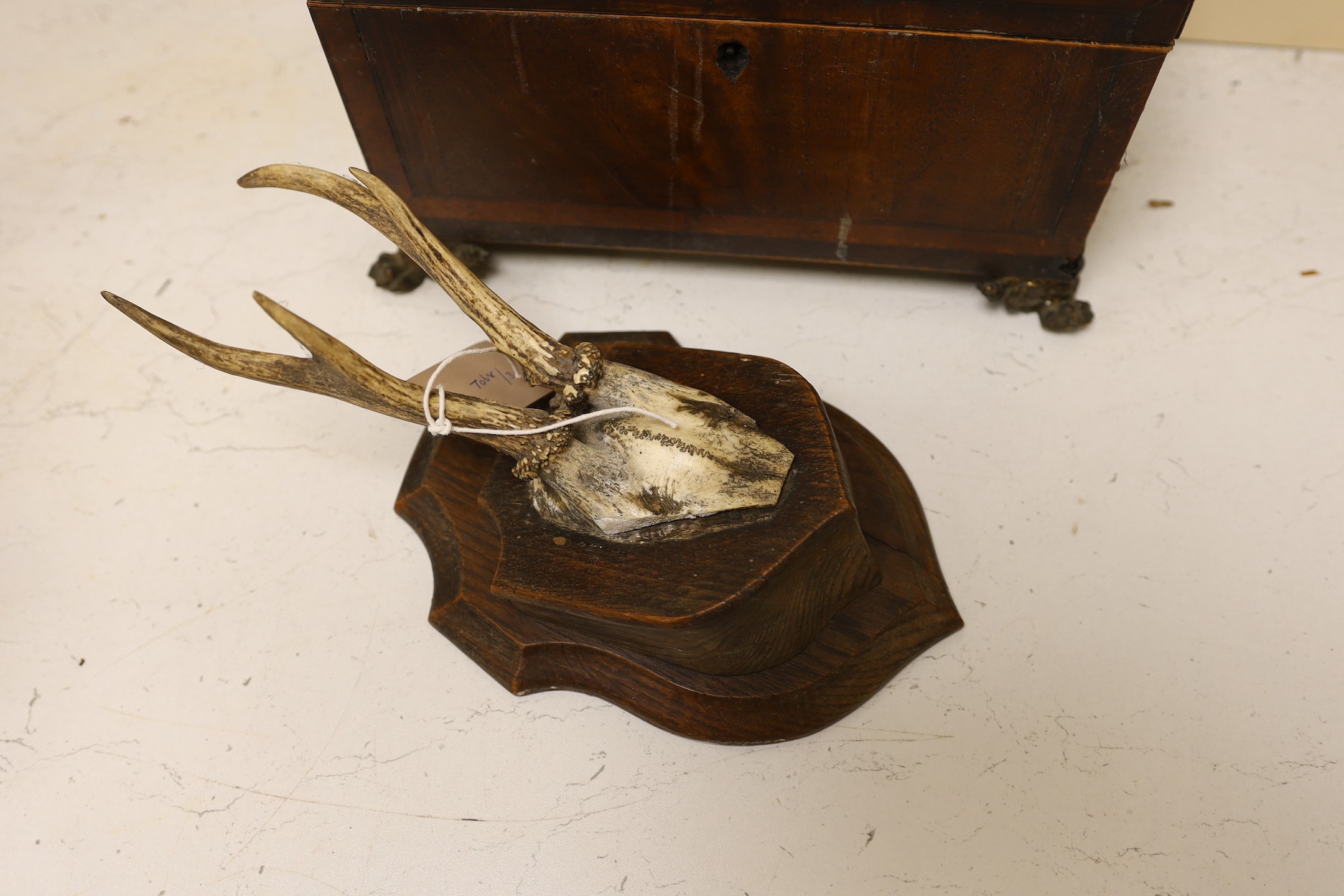 A George IV mahogany tea caddy (a.f.), together with a mounted antler plaque, and a bone handled magnifying glass